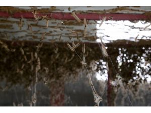 "Terminatör böcekler" göreve hazır