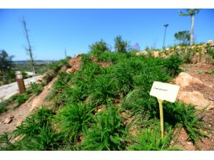 Dünyanın biyoçeşitliliği EXPO'da buluşacak