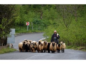 Doğu Karadeniz "yayla turizmi"nde iddialı