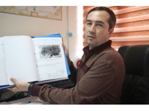 300 yıllık ağaca gözleri gibi bakıyorlar