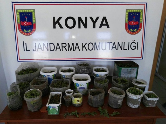 Seydişehir’de kenevir operasyonu