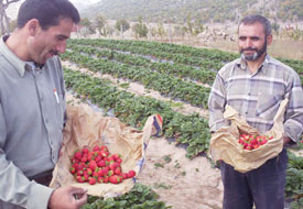 Organik çilek yüz güldürdü