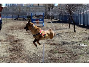 Jandarmanın "kahraman" köpekleri suçlulara göz açtırmıyor