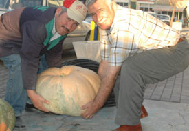 Karapınar'da 40 kiloluk kabak