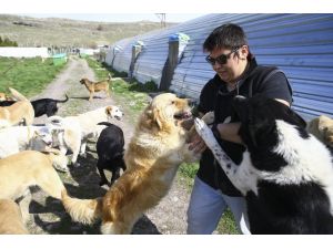 Sokak köpeklerine dernek koruması
