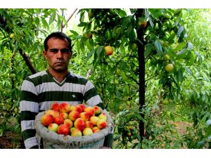 Mersin'de nektarin hasadı başladı