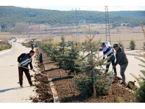 Akdağmadeni'nde 2 bin fidan toprakla buluştu
