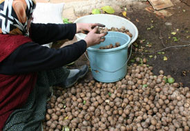 Ceviz hasadında bereketli yıl