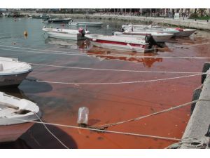 Silivri sahili kızıla büründü