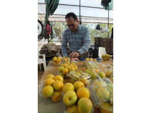 Mersin'de kayısı hasadı başladı