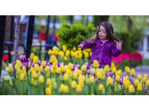 Sincan ilçesine 1,5 milyon lale