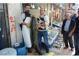 Ağlara 130 kilogram balık takıldı