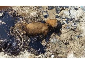 Zifte yapışan köpeği itfaiye ekibi kurtardı