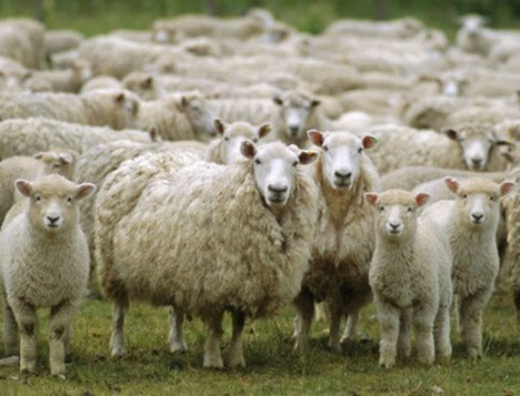 Kütahya'daki küçükbaş hayvan ölümleri