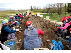 Seydişehir'de bir milyon 500 bin fidan üretilecek