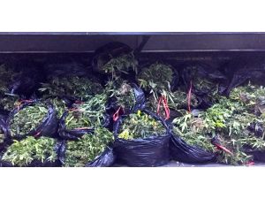 İstanbul'da uyuşturucu operasyonu