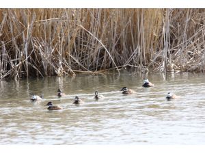 Karın erimesi Erçek Gölü'nde kuşların beslenme alanını genişletti