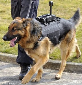 Emniyetin "hassas burunları"