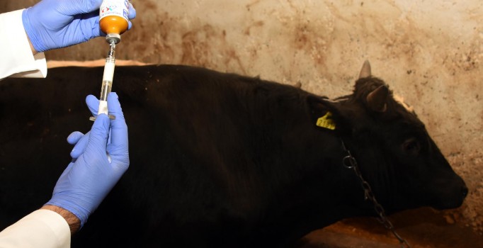 Türkiye'den Azerbaycan’a şap hastalığı aşısı