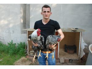 Dana fiyatına tavuk satın aldı