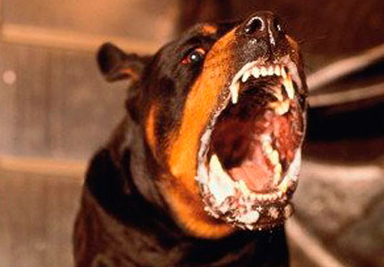 Mersin'de 5 mahalle kuduz risk bölgesi ilan edildi