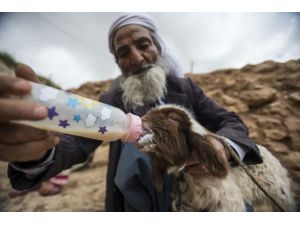 "Sürü lideri koyunlar" çekirdekten yetişiyor
