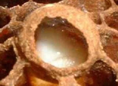 Avrupa'nın arı sütü Ereğli'den