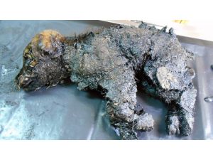 Yavru köpeği kurtarmak için seferber oldular