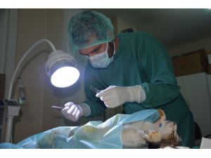 Kedinin yavruları sezaryen ile kurtuldu