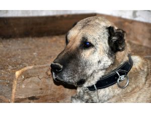 "Panzer"i yaşatmak için seferber oldular