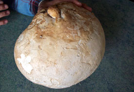 2 kilo 300 gramlık mantar şaşırttı