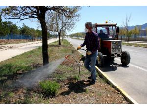 Seydişehir'de,  zararlı otla mücadele çalışması başlatıldı