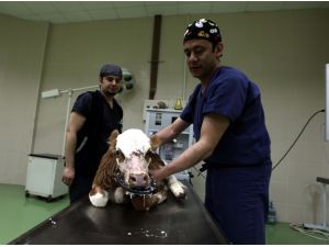 Üç çeneli üç dilli buzağı sağlığına kavuştu