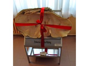 İş adamından üniversiteye "1 milyon yıllık fosil" bağışı