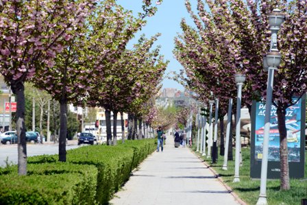 Rengârenk Sakuralar Baharı Yaşatıyor