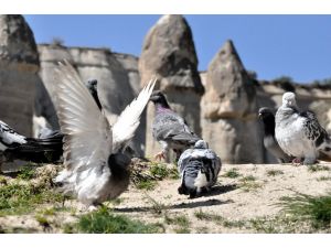 Kapadokya’nın sembolü güvercinler