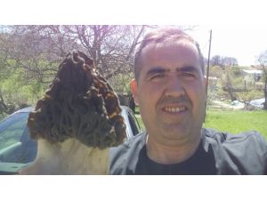 Beyşehir'de kuzugöbeği toplanmaya başlandı