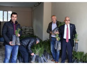 Hafik'te 4 bin fidan dağıtıldı