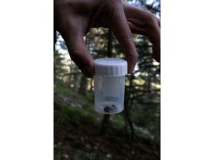 6 milyon karınca "görev alanları"na taşınıyor