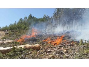 Aydın'da orman yangını