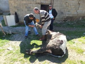 Büyükbaş hayvanlara yayla öncesi tırnak bakımı