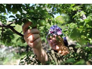 Türkiye'nin eriği Değirmendere'den