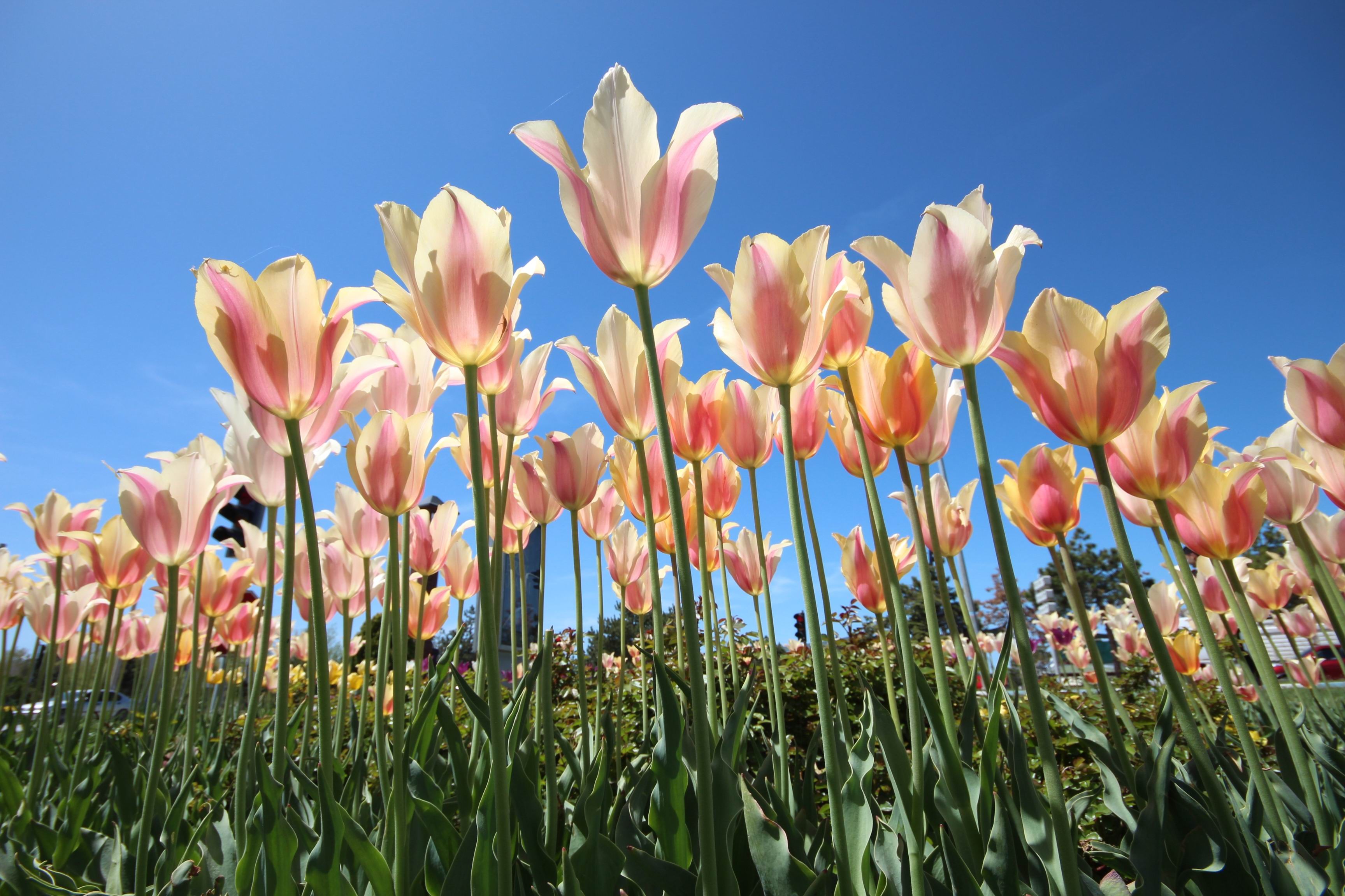 Laleler görenleri büyülüyor