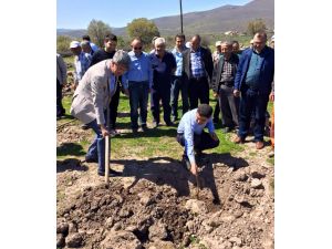 Beypazarı'nda fidan dikimi