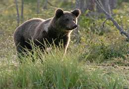 Aç ayılar Şeydişehir'e indi