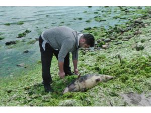 Silivri'de yunus karaya vurdu