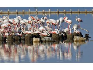 İzmir Kuş Cenneti rekora koşuyor