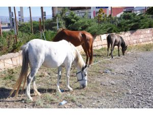Başıboş atlar, sürücülere zor anlar yaşattı