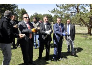 Kaçak avlanan keklikler doğaya bırakıldı
