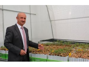 "Siyah elmas" Türkiye'de üretilecek